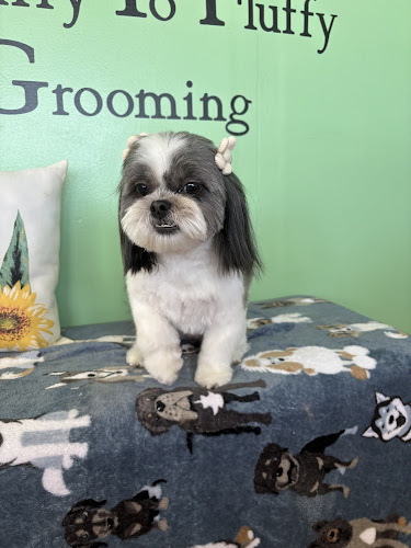 Scruffy To Fluffy Grooming LLC