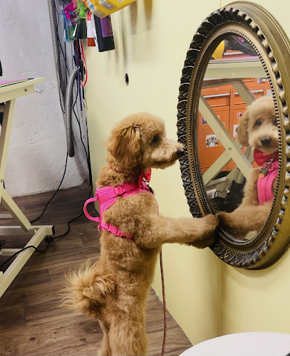 Scruffy To Fluffy Pet Grooming