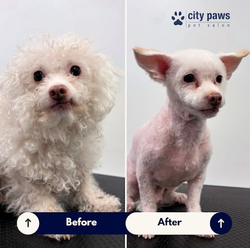 Seattle Canine Club - Capitol Hill