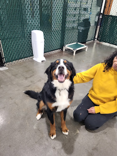 Seattle Canine Club - South Lake Union