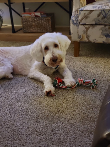 See Spot Grooming Prospect