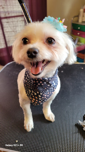 Segundo Pet Grooming