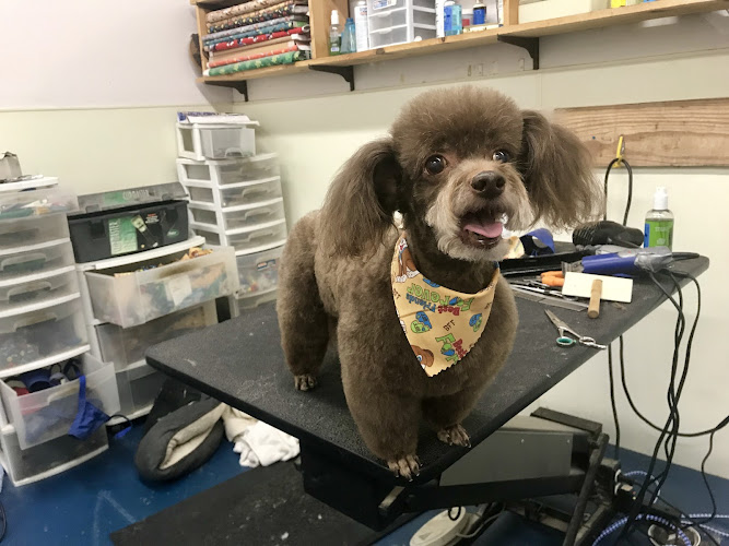 Sellers Pet Grooming