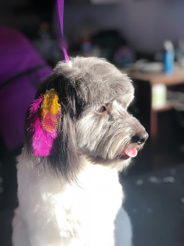 Serenity Pet Spa East | Dog Grooming Madison