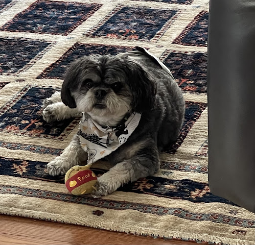 Shaggy Shears Pet Grooming