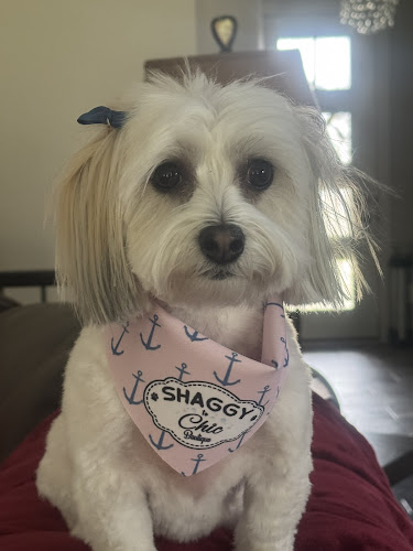 Shaggy to Chic Boutique Grimes