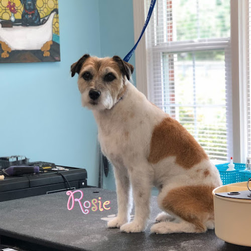 Shaggy to Chic Pet Grooming LLC