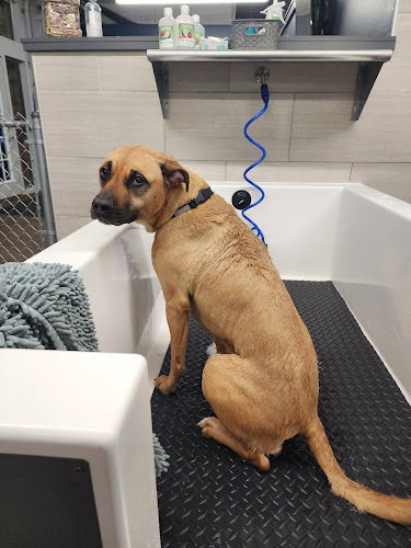 Shakers Dog Wash and Grooming