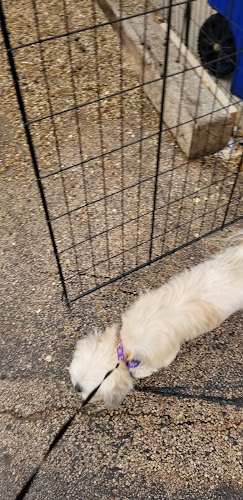 Shampooch/Little Struts