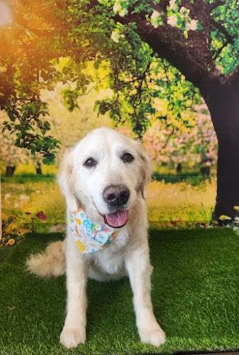 Shampooches Doggie Day Spa