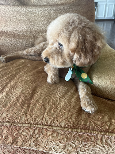 Shampooches Groomery of Denver