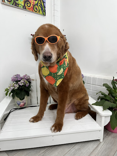 Shampooches Pet Grooming