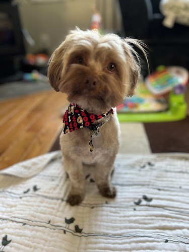 Shampooches Pet Spa LLC