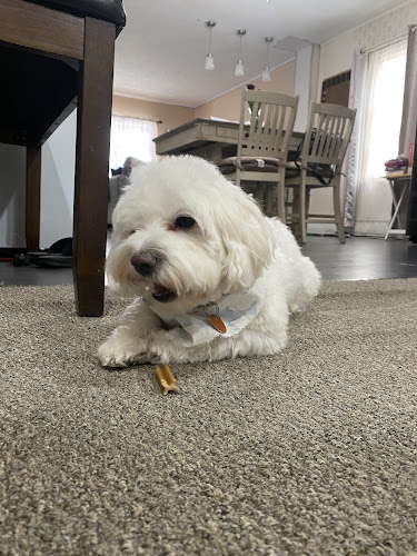 Shampoodles Classic Pet Salon