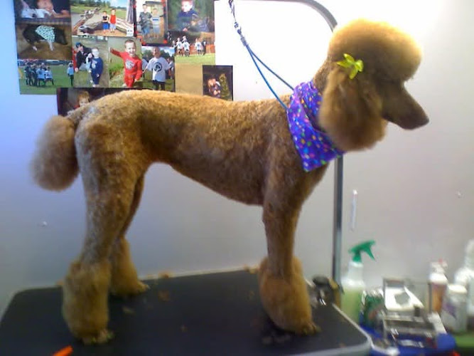 Shampoodles Pet Grooming