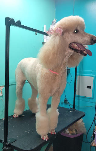 Shannon's Barks & Bubbles Pet Salon