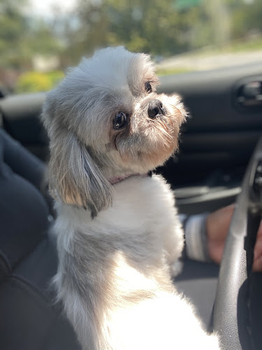 Sharon's Professional Dog Grooming