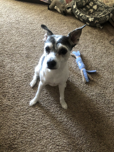 Shear Elegance Pet Grooming