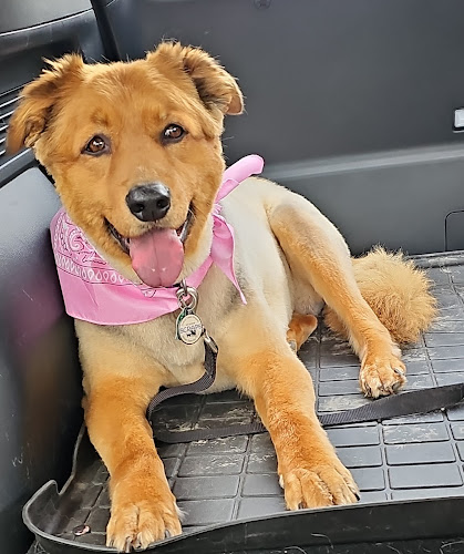 Shear Heaven Pet Salon