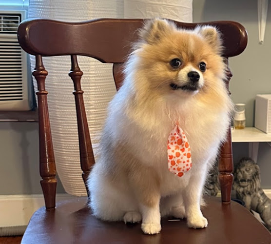 Shear Love Pet Grooming