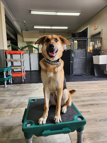 Shear Magic Dog Spa & Resort