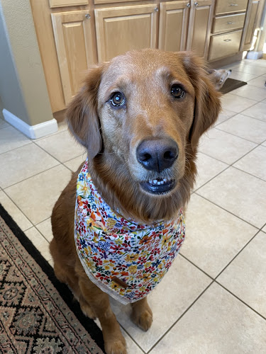 Shear Magic Pet Grooming