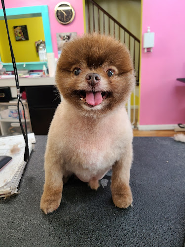 Shear Magic Pet Grooming