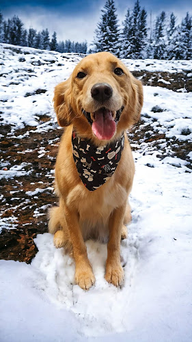 Shear Perfection Grooming Salon LLC