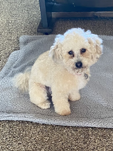 Shearly Pawsitive Grooming