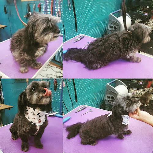 Shelba's Pet Grooming