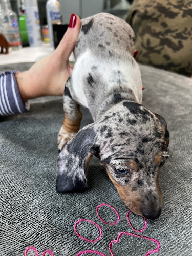 Shelley's Pet Boutique