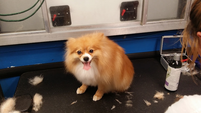 Shelsie's Pawsitively Paradise Grooming