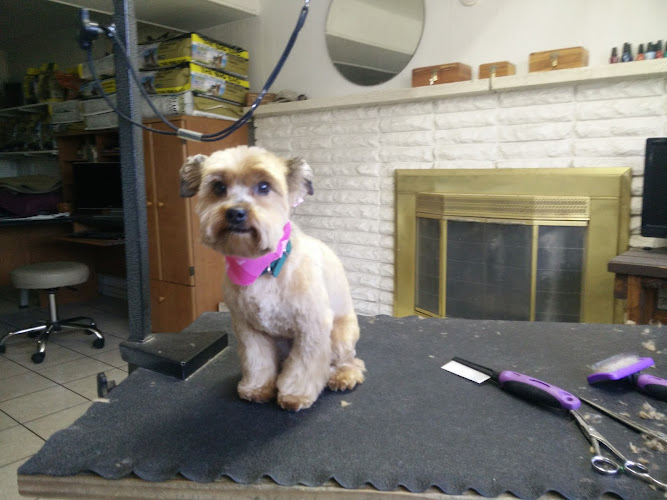 Shep's Canine Boutique