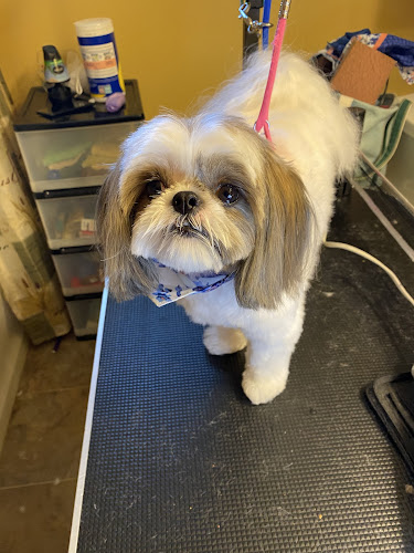 Shine Bright like a Diamond Dogs LLC