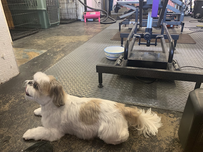 Shirley's Valley Grooming Boarding & Daycare