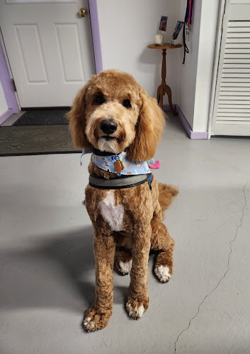 Shook Paws Grooming & Spa