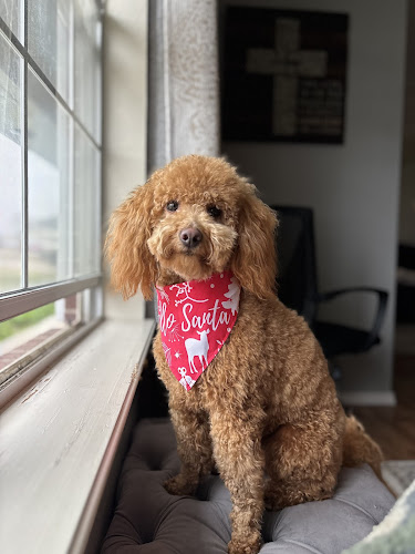 Silo Spaw Dog Grooming