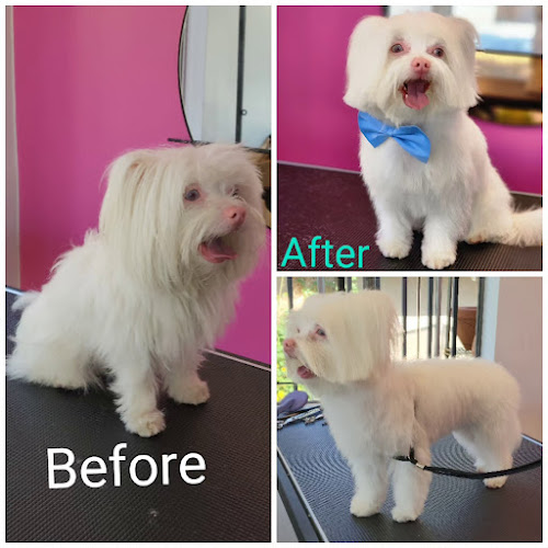 Simba's Pet Grooming