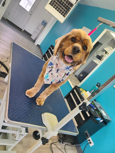 Sit and Stay Grooming