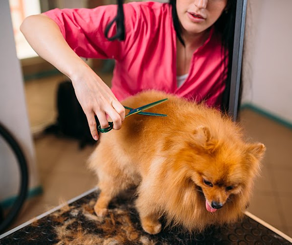 Sit & Stay Dog Grooming LLC