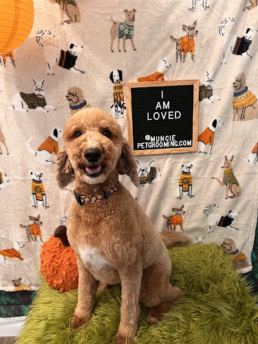 sit-stay-play In-home pet sitting & more.inc