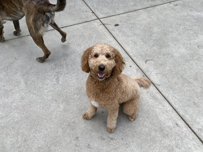 Smart Parke - Dog Boarding in Brea & Orange County