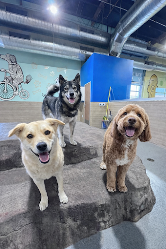 Smart Parke | Dog Boarding in Corona & Orange County