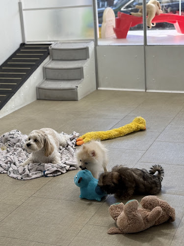 Smart Puppies For Sale, Inc.