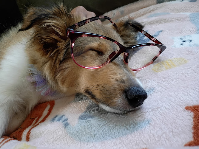 Smiley's Pet Groomin