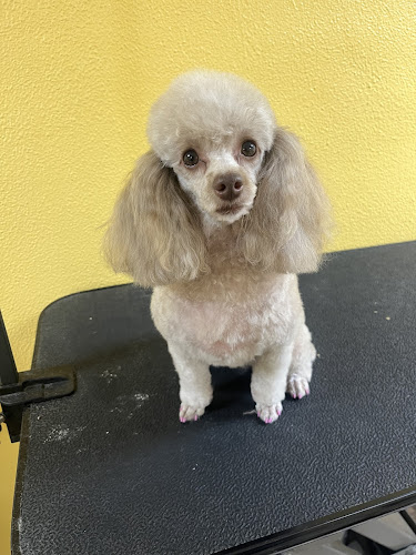 Smooches for Pooches