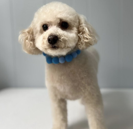 Smooches for the Pooches