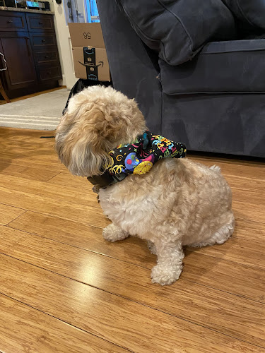 Snazzy Jazzy's Pet Salon Towson