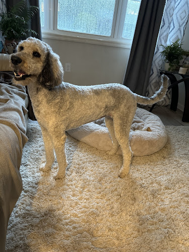 Snip N Clip Dog Grooming