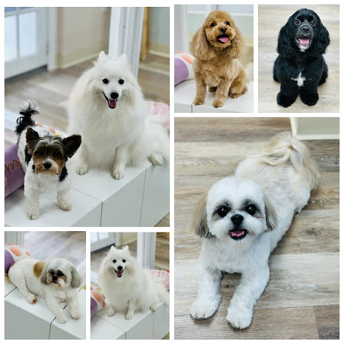 Snoot Club Pet Grooming